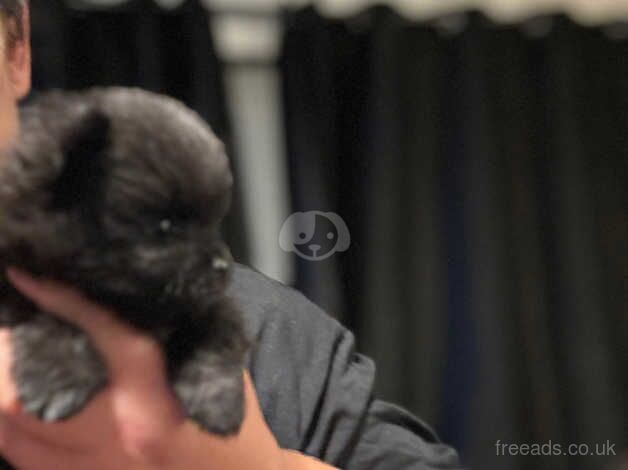 Pomeranian puppies for sale in Sittingbourne, Kent – 1 year old - Image 2 of 5