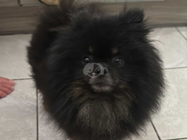 Pomeranian puppies for sale in Sittingbourne, Kent – 1 year old - Image 3 of 5