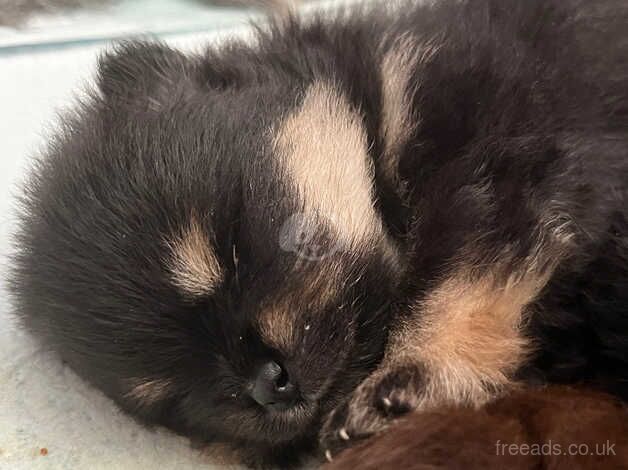 Pomeranian puppies for sale in Sittingbourne, Kent – 1 year old - Image 4 of 5