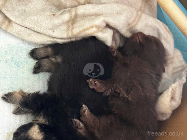 Pomeranian puppies for sale in Sittingbourne, Kent – 1 year old - Image 5 of 5