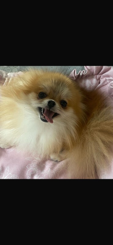 Pomeranian puppies for sale in Barnsley, South Yorkshire – 1 year old