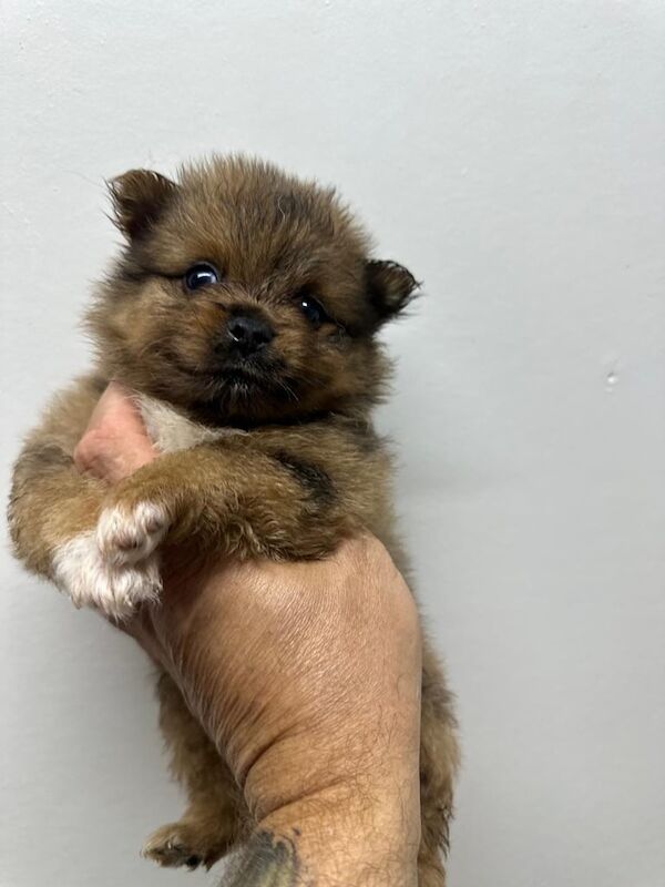 Pomeranian puppies for sale in Canvey Island, Essex – KC registered, 7 weeks old