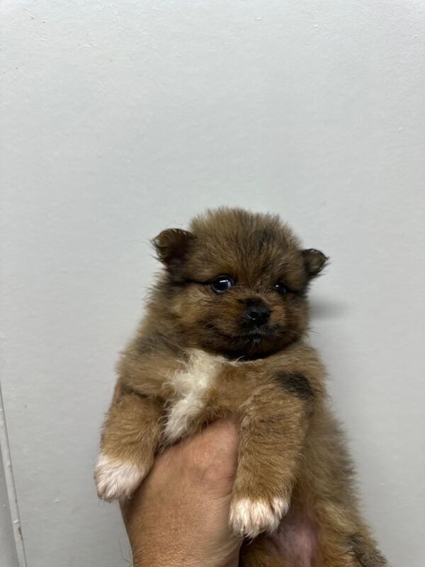 Pomeranian puppies for sale in Canvey Island, Essex – KC registered, 7 weeks old - Image 2 of 3