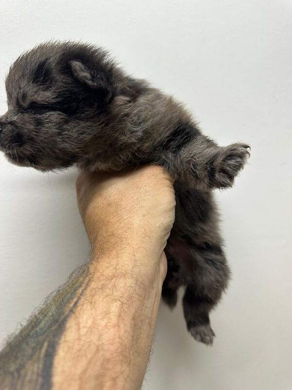 Pomeranian puppies for sale in Canvey Island, Essex – KC registered, 7 weeks old - Image 3 of 3