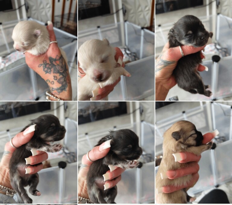 Kennel Club Registered Pomeranian Puppies For Sale