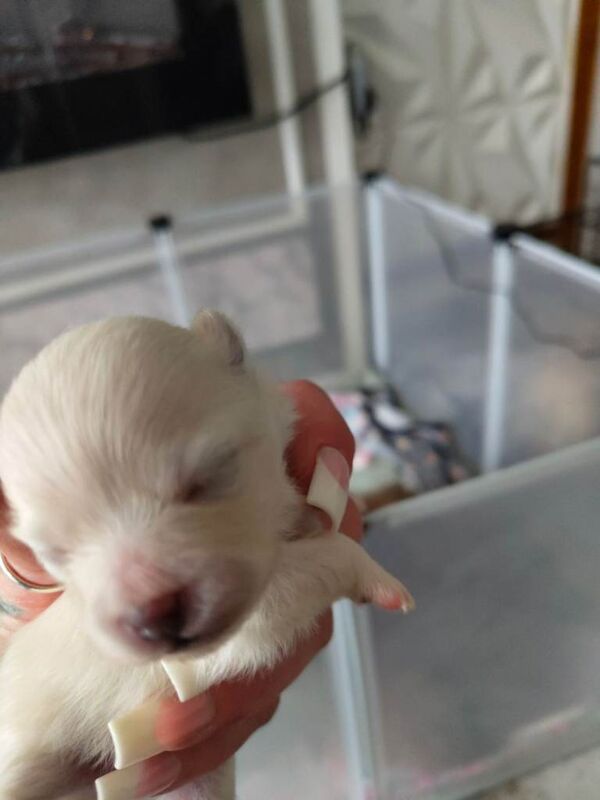 Xxs Pomeranian puppys kc registered - Image 2 of 5