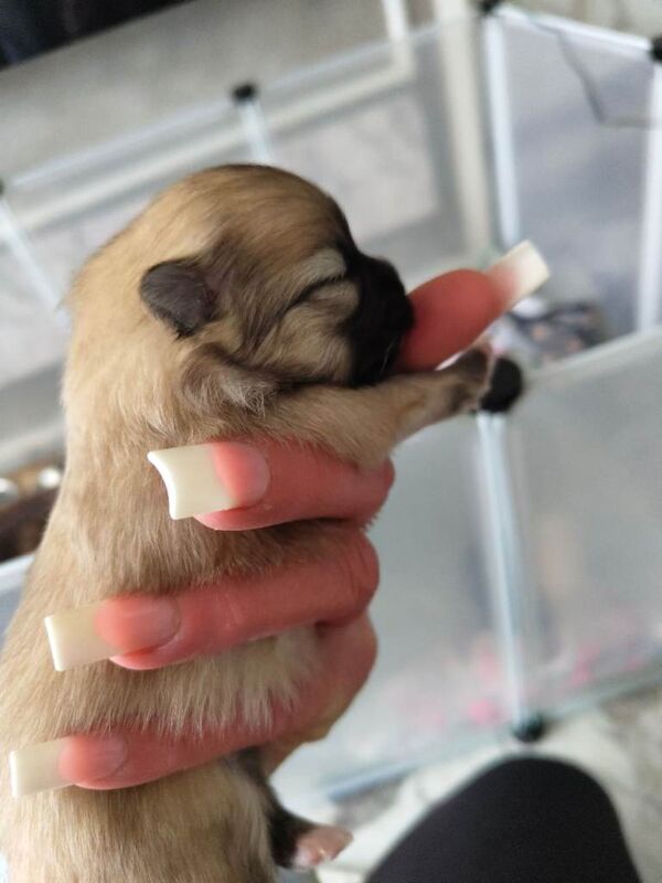 Xxs Pomeranian puppys kc registered - Image 3 of 5