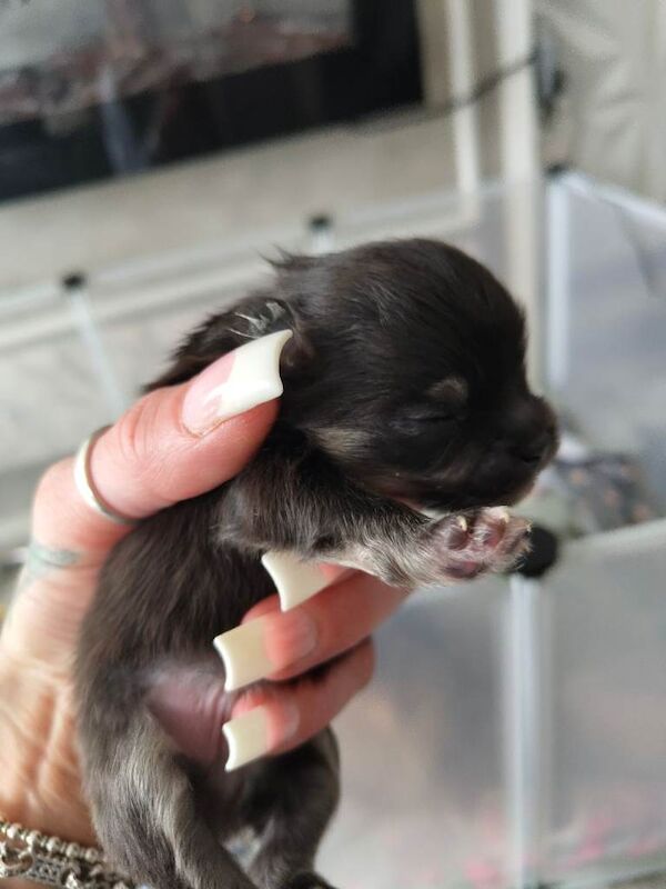Xxs Pomeranian puppys kc registered - Image 4 of 5