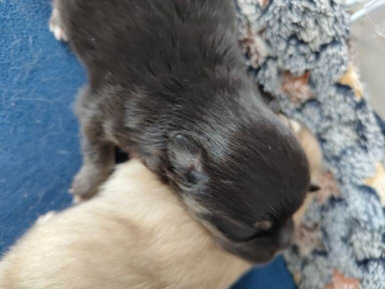 Xxs Pomeranian puppys kc registered - Image 5 of 5