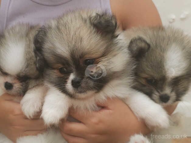 Pomeranian puppies for sale in Enfield, Enfield, Greater London – 10 months old - Image 2 of 5