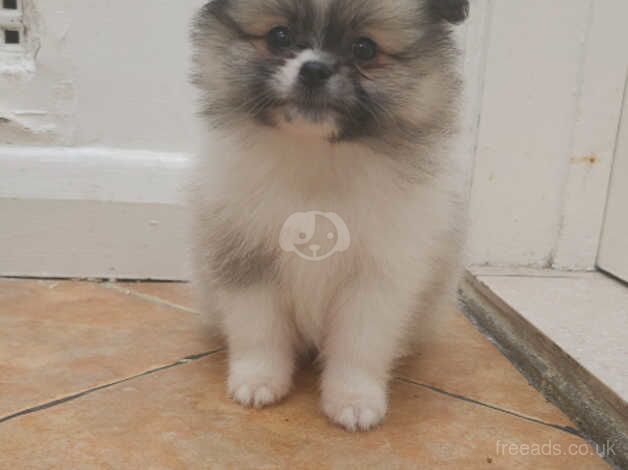 Pomeranian puppies for sale in Enfield, Enfield, Greater London – 10 months old - Image 3 of 5