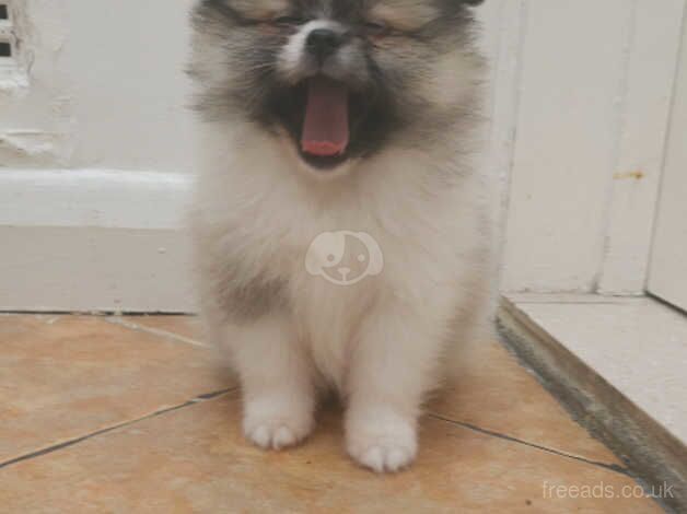 Pomeranian puppies for sale in Enfield, Enfield, Greater London – 10 months old - Image 4 of 5