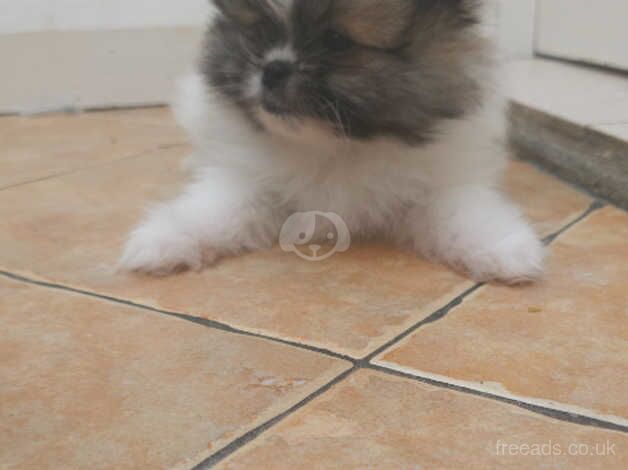 Pomeranian puppies for sale in Enfield, Enfield, Greater London – 10 months old - Image 5 of 5