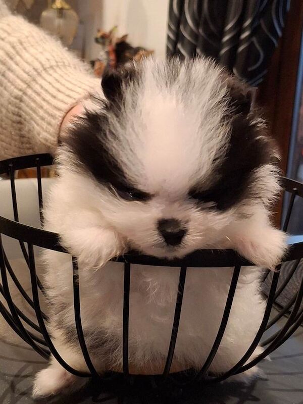 Pomeranian puppies for sale in Port Talbot, Neath Port Talbot – KC registered, 9 weeks old