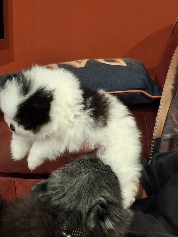 Pomeranian puppies for sale in Port Talbot, Neath Port Talbot – KC registered, 9 weeks old - Image 2 of 4