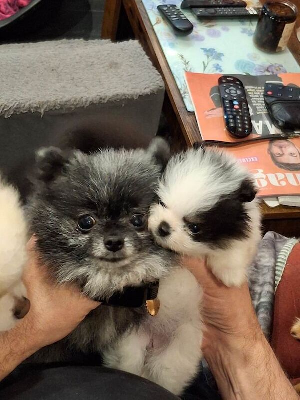 Pomeranian puppies for sale in Port Talbot, Neath Port Talbot – KC registered, 9 weeks old - Image 3 of 4