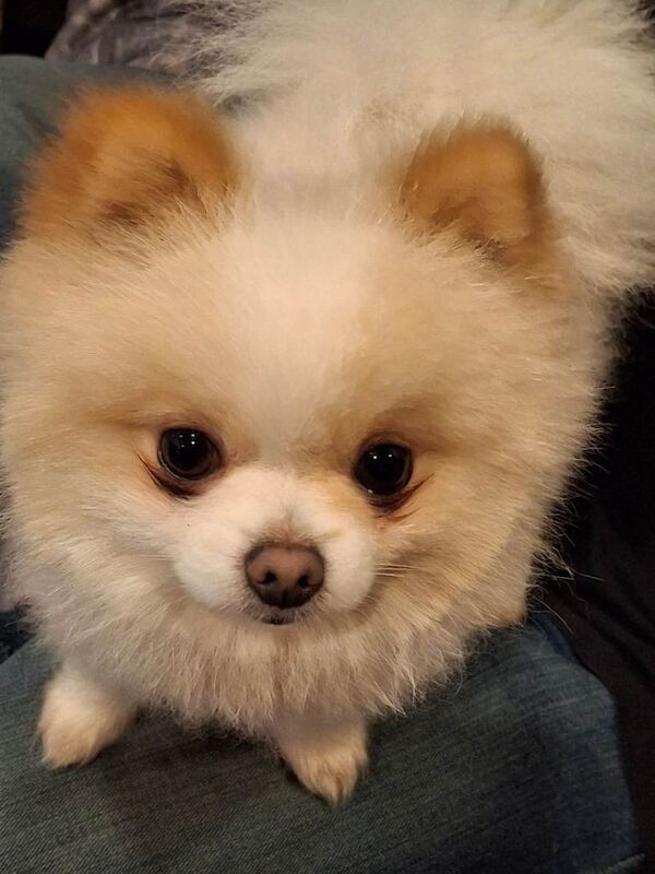 Pomeranian puppies for sale in Port Talbot, Neath Port Talbot – KC registered, 9 weeks old - Image 4 of 4