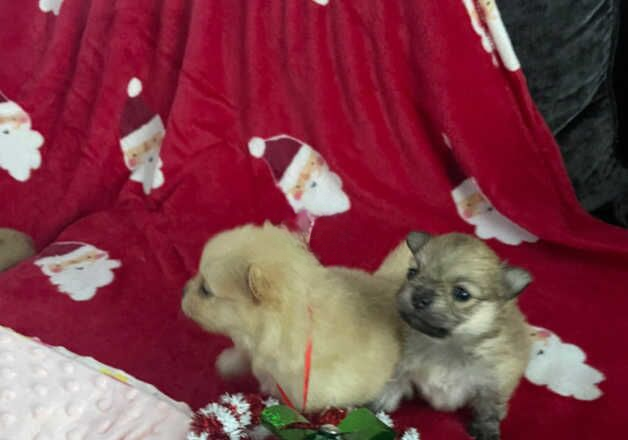 Pomeranian puppies for sale in Birmingham, West Midlands – 1 year old - Image 1 of 3
