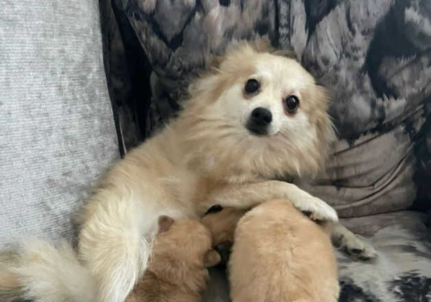 Pomeranian puppies for sale in Birmingham, West Midlands – 1 year old - Image 3 of 3