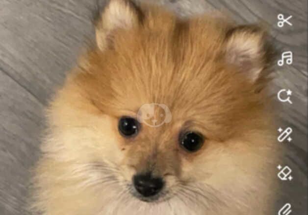 Pomeranian puppies for sale in Newark, Orkney – 2 years old - Image 2 of 3