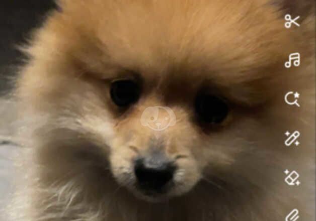 Pomeranian puppies for sale in Newark, Orkney – 2 years old - Image 3 of 3