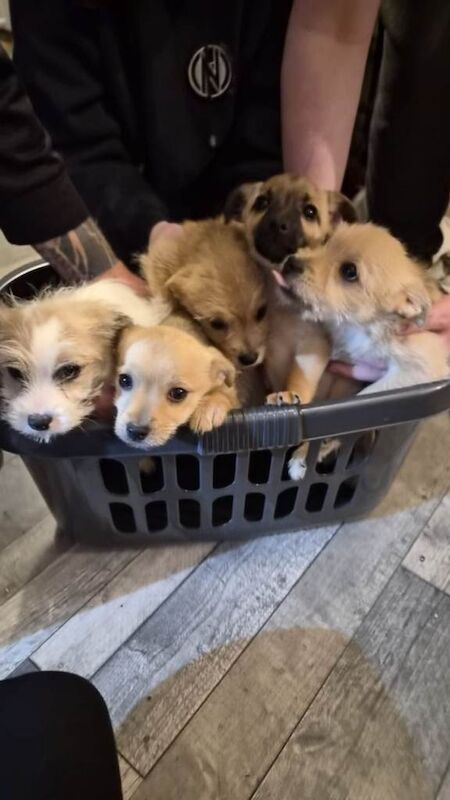 Yorkie x pomchi pups