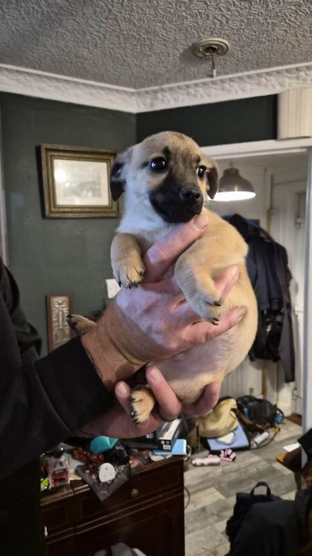 Yorkie x pomchi pups - Image 2 of 4