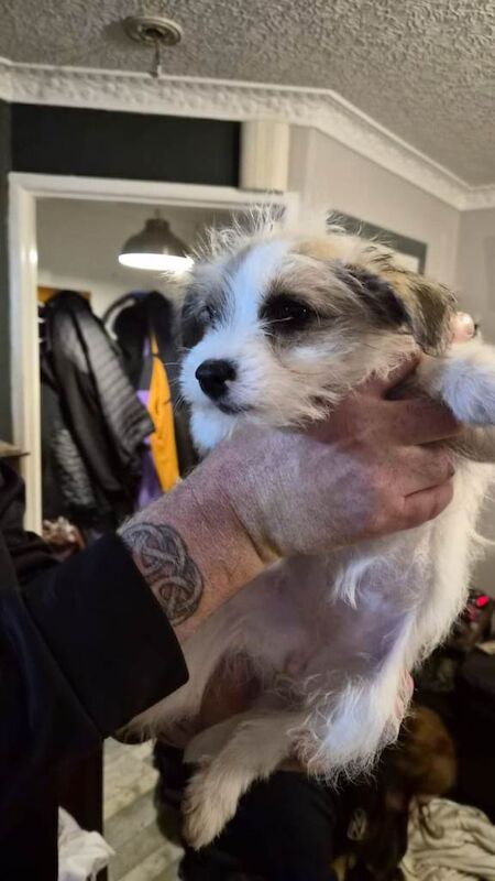 Yorkie x pomchi pups - Image 3 of 4
