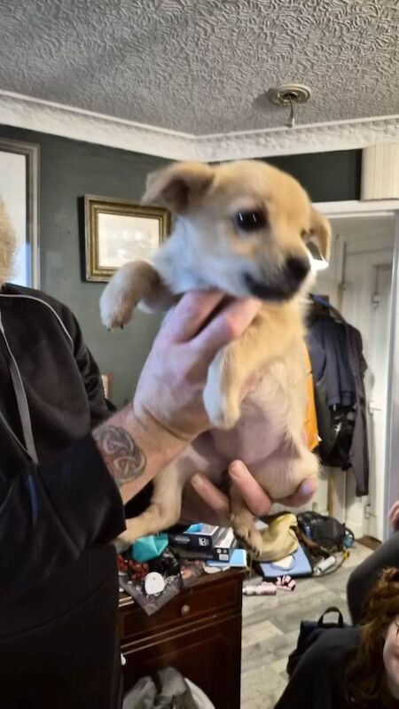 Yorkie x pomchi pups - Image 4 of 4