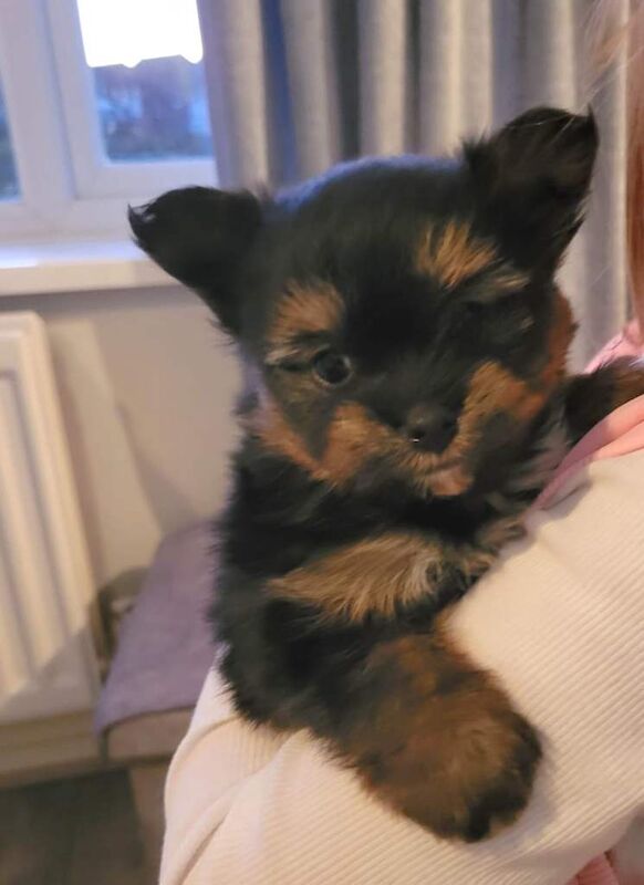 Pomeranian puppies for sale in Peterlee, Durham – 7 weeks old