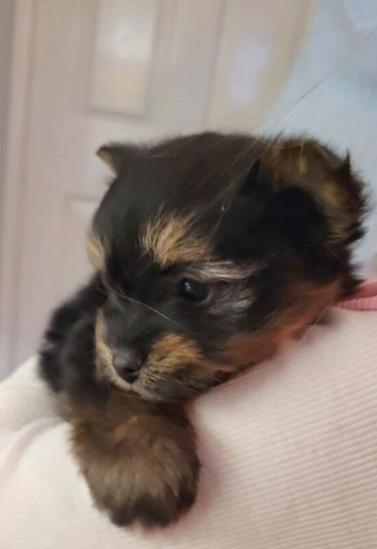 Pomeranian puppies for sale in Peterlee, Durham – 7 weeks old - Image 2 of 6