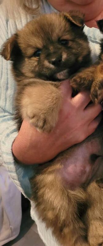 Pomeranian puppies for sale in Peterlee, Durham – 7 weeks old - Image 3 of 6