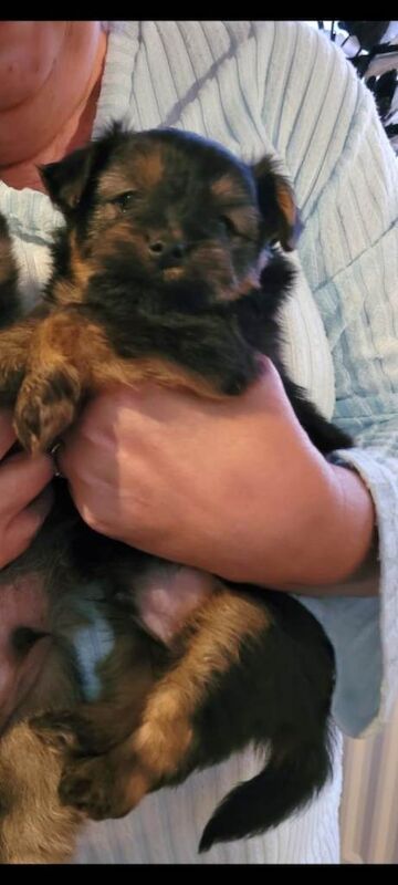 Pomeranian puppies for sale in Peterlee, Durham – 7 weeks old - Image 4 of 6