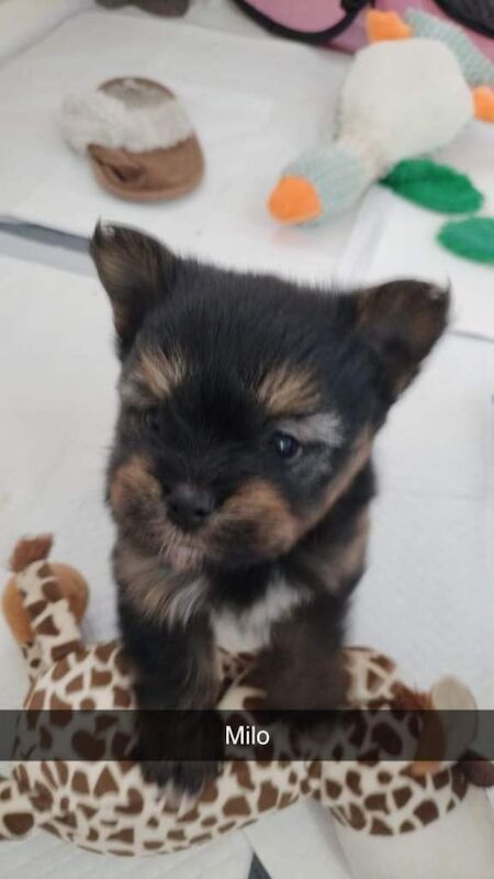 Pomeranian puppies for sale in Peterlee, Durham – 7 weeks old - Image 5 of 6