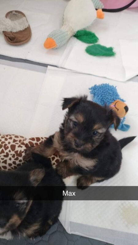 Pomeranian puppies for sale in Peterlee, Durham – 7 weeks old - Image 6 of 6