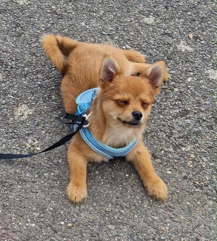 Pomeranian puppies for sale in Heathrow, London – 8 months old