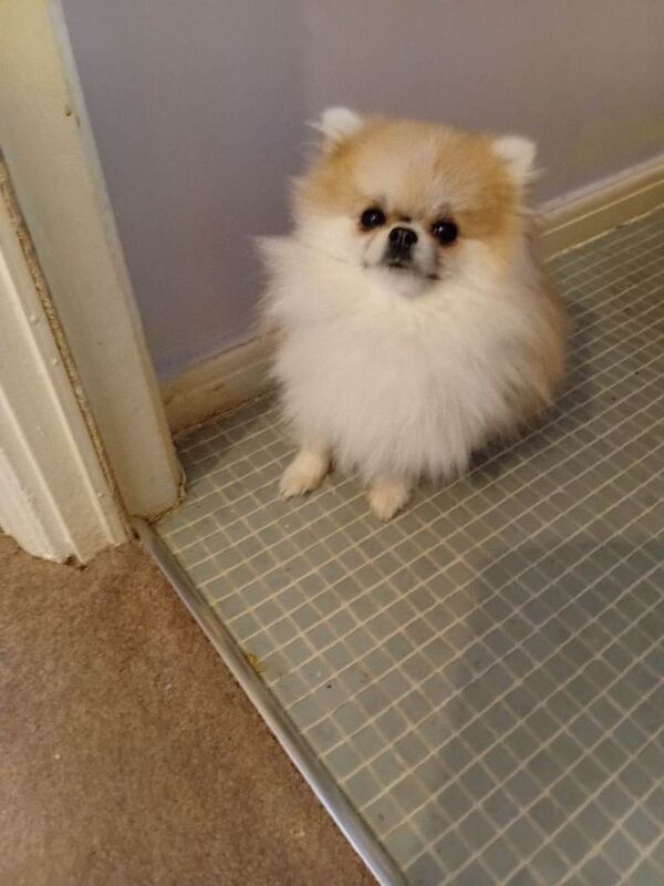 Kennel Club Registered Pomeranian Puppies For Sale