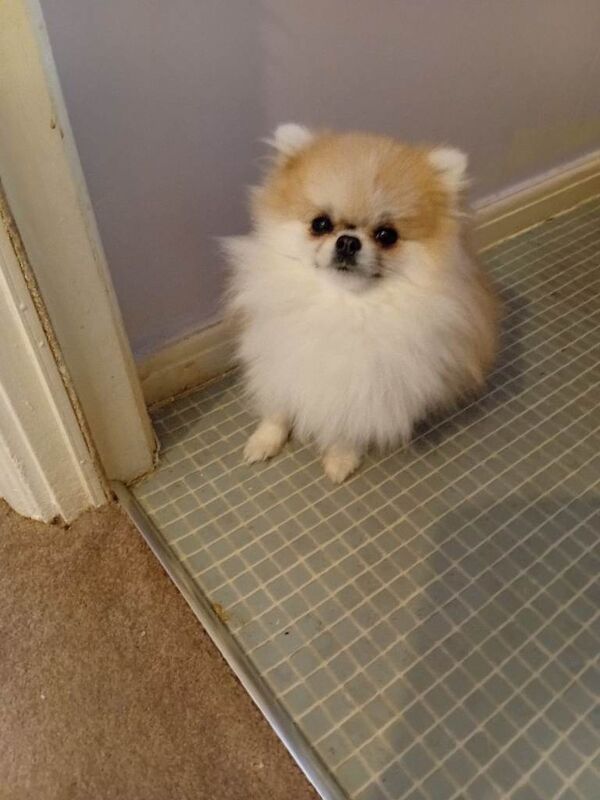 Young female pomerian dog - Image 2 of 5