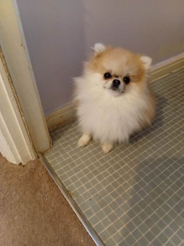 Young female pomerian dog - Image 3 of 5