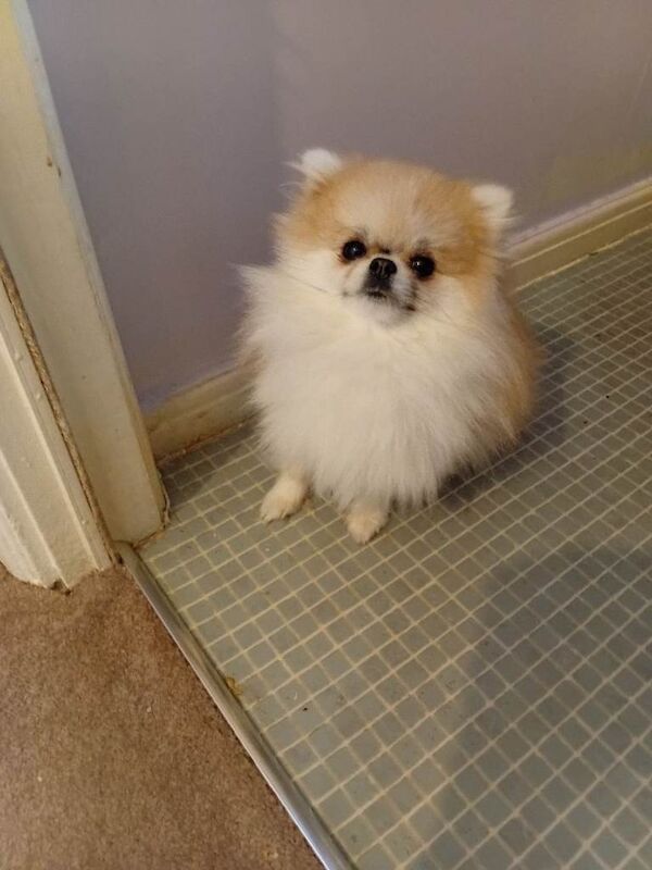 Young female pomerian dog - Image 4 of 5