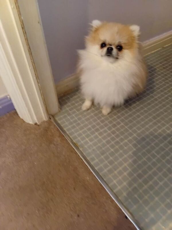 Young female pomerian dog - Image 5 of 5