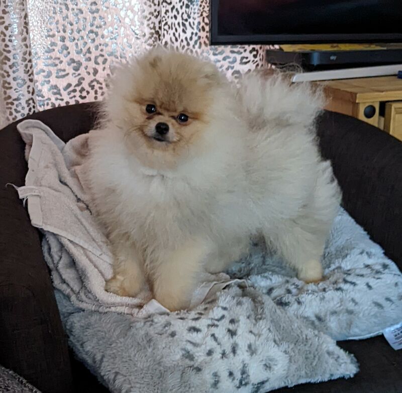 pomeranian-8-months-old-puppy-for-sale-in-worcester-worcestershire