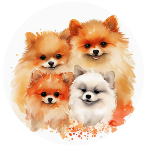 Ana - Pomeranian breeder