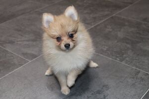 Petland - Pomeranian breeder