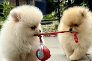 ??Tan & Shan’s Pom ?? ?