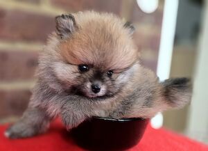 My Pom - Pomeranian breeder