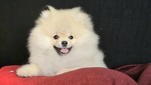 Vilija V