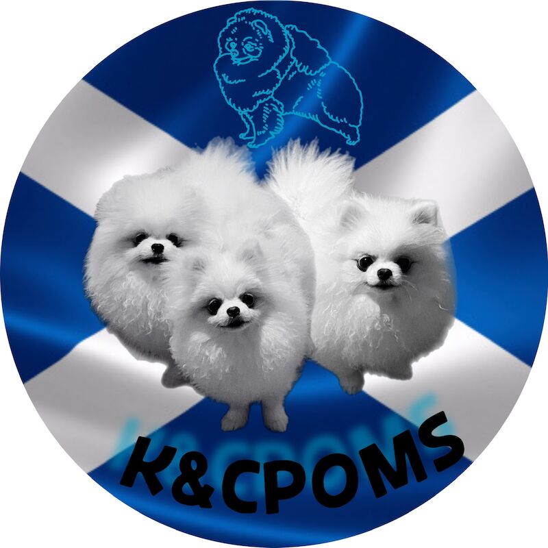 Kaylyne - Pomeranian breeder