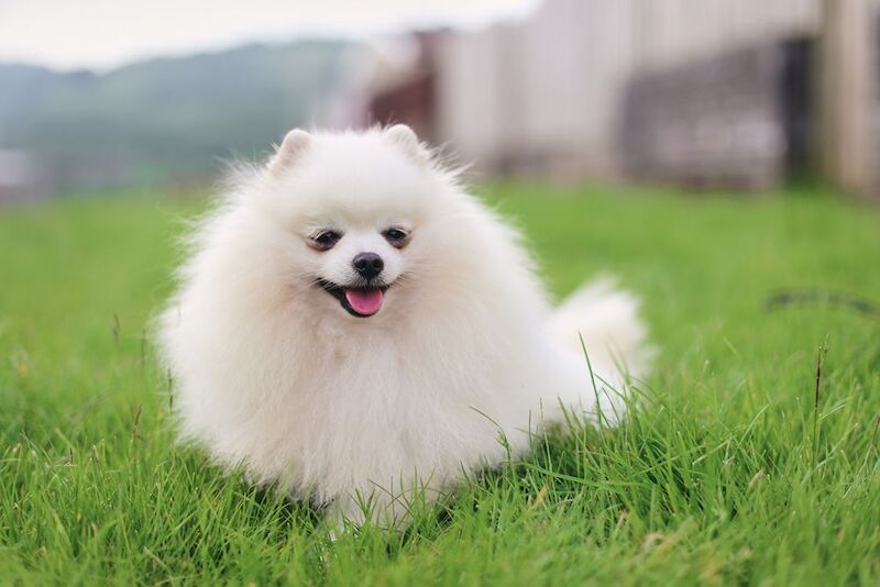 Ana - Pomeranian Breeder on Pomeranian Owners - Image 1
