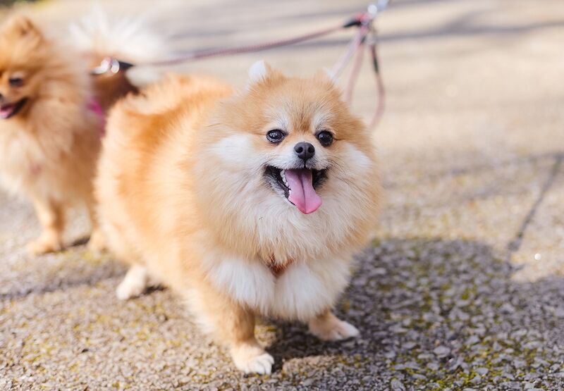 Ana - Pomeranian Breeder - Image 2